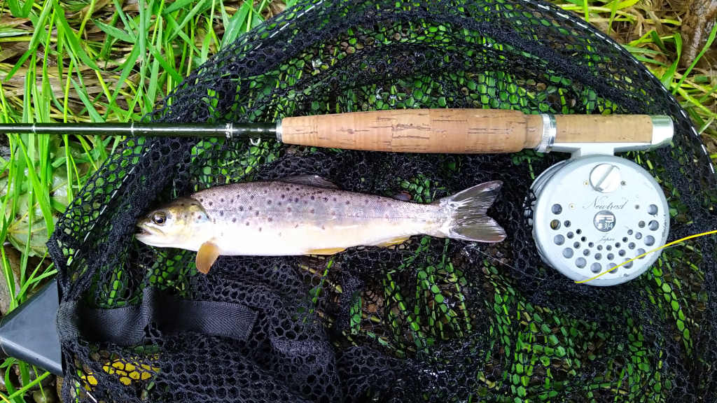 Photo of the first trout of the day